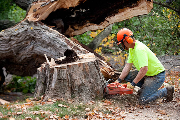 Best Tree Trimming and Pruning  in Archer Lodge, NC